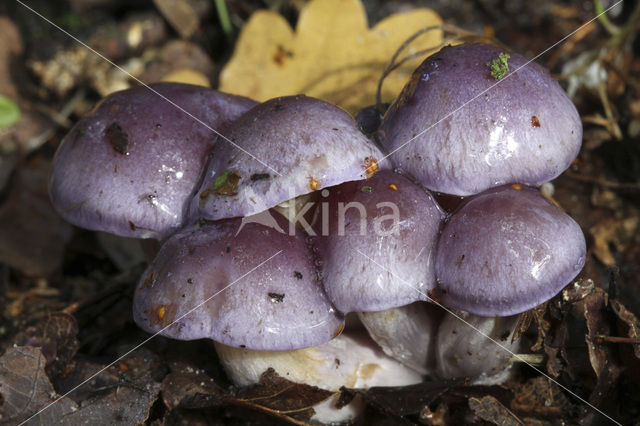 Paarse galgordijnzwam (Cortinarius croceocoeruleus)