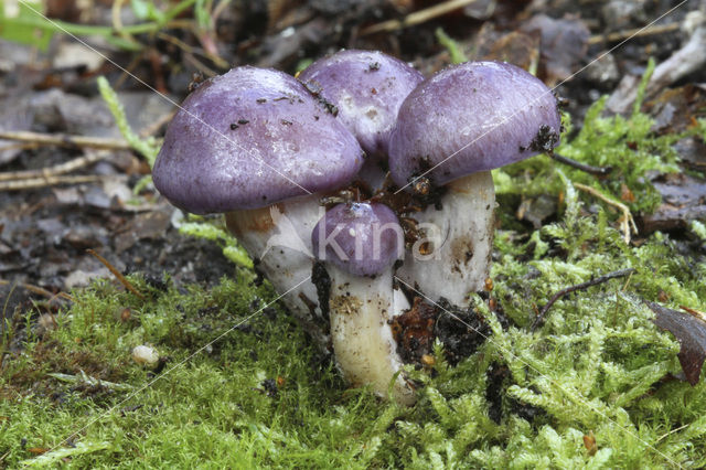 Webcap (Cortinarius croceocoeruleus)