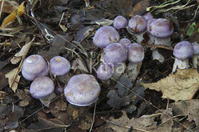 Paarse galgordijnzwam (Cortinarius croceocoeruleus)