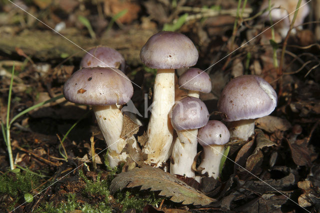 Paarse galgordijnzwam (Cortinarius croceocoeruleus)