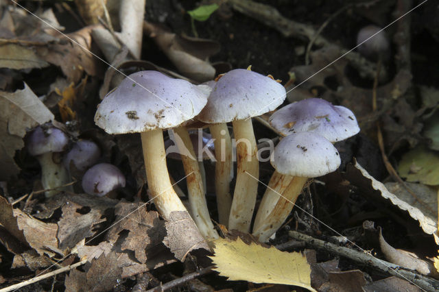 Paarse galgordijnzwam (Cortinarius croceocoeruleus)