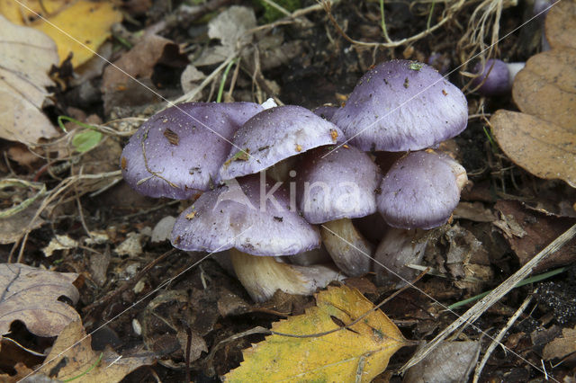 Paarse galgordijnzwam (Cortinarius croceocoeruleus)