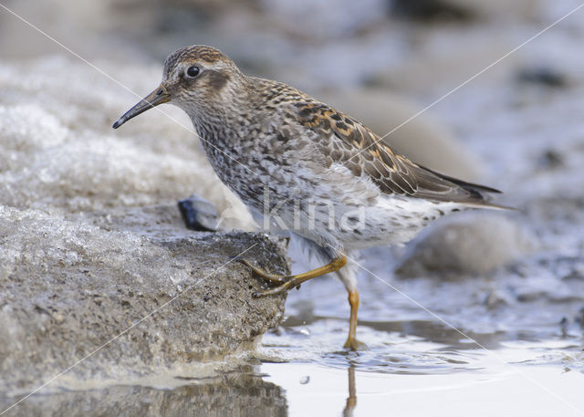 Paarse Strandloper (Calidris maritima)