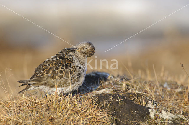 Purple Sandpiper (Calidris maritima)