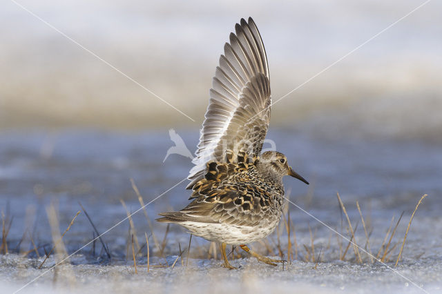 Paarse Strandloper (Calidris maritima)