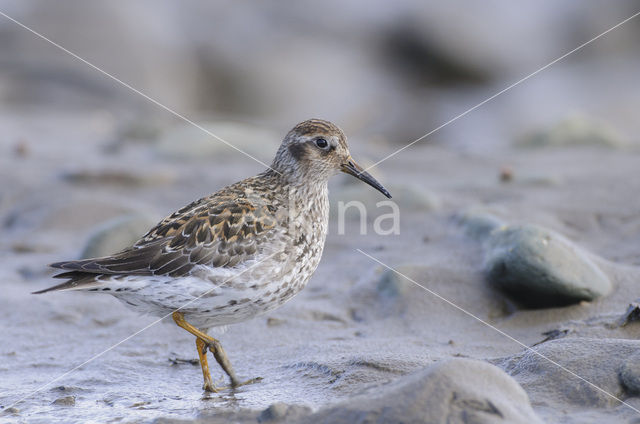 Paarse Strandloper (Calidris maritima)