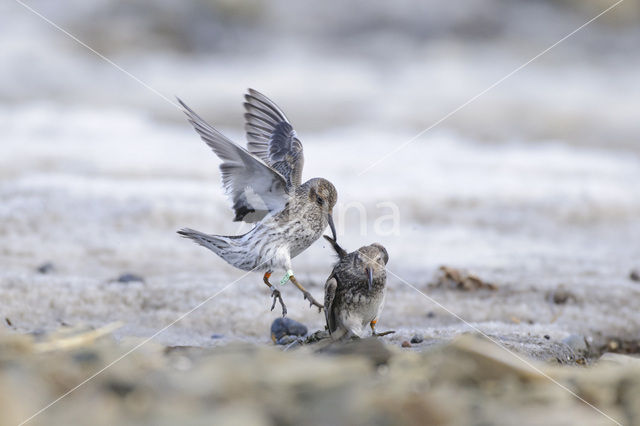 Paarse Strandloper (Calidris maritima)