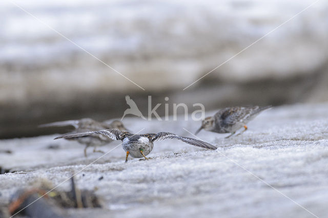 Paarse Strandloper (Calidris maritima)