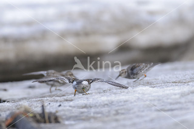 Purple Sandpiper (Calidris maritima)