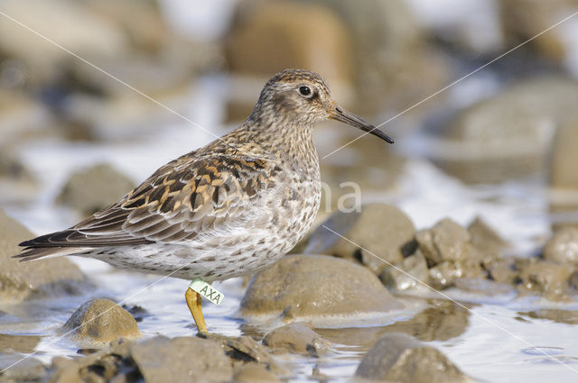 Paarse Strandloper (Calidris maritima)