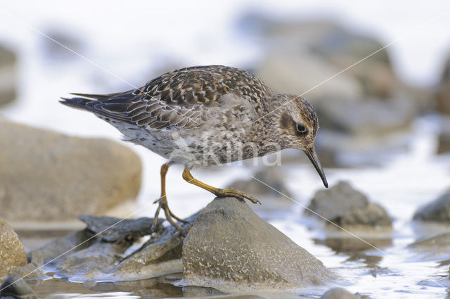 Purple Sandpiper (Calidris maritima)