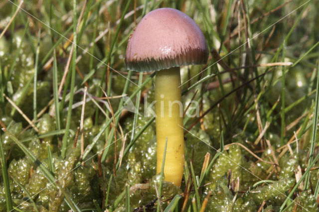 Parrot Waxcap (Hygrocybe psittacina)