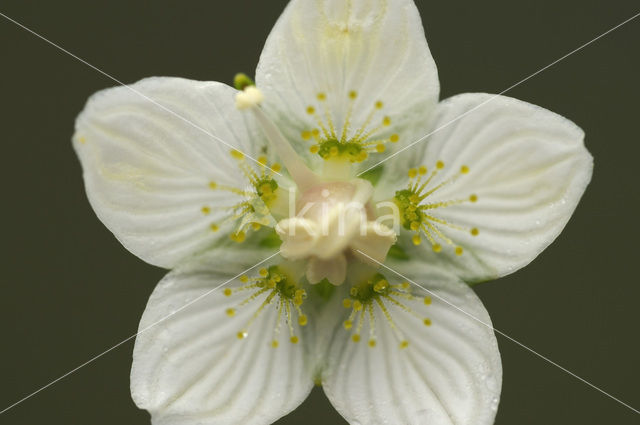 Parnassia (Parnassia palustris)