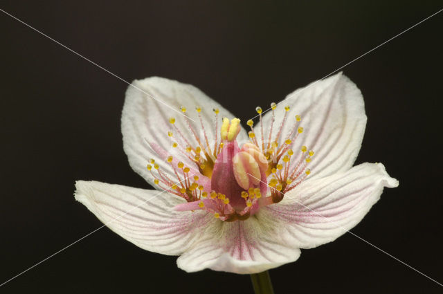 Parnassia (Parnassia palustris)