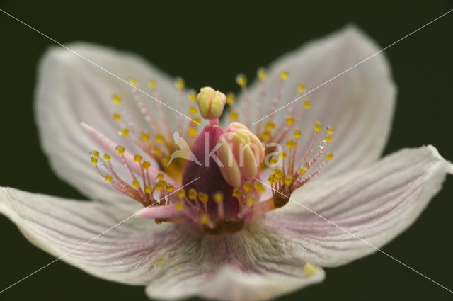 Parnassia (Parnassia palustris)