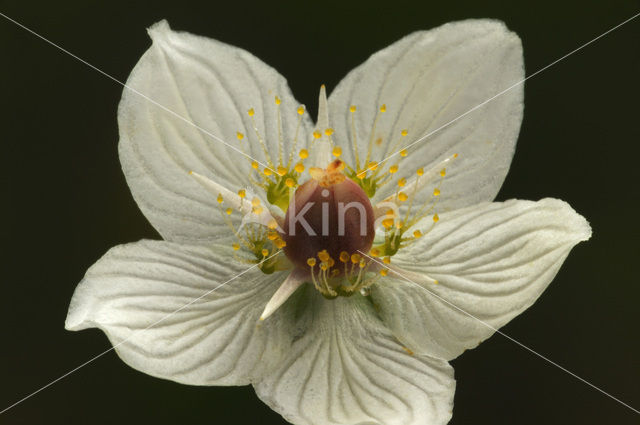 Parnassia (Parnassia palustris)