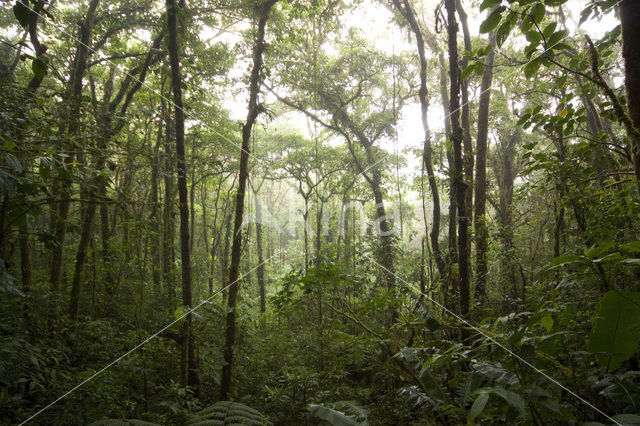 Parque Nacional Monteverde