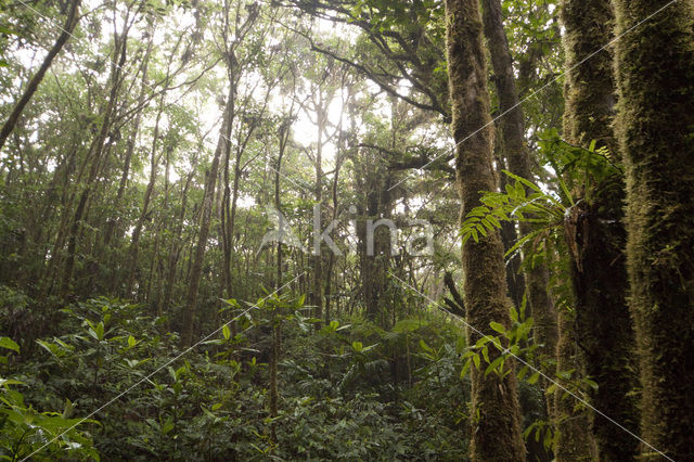 Parque Nacional Monteverde