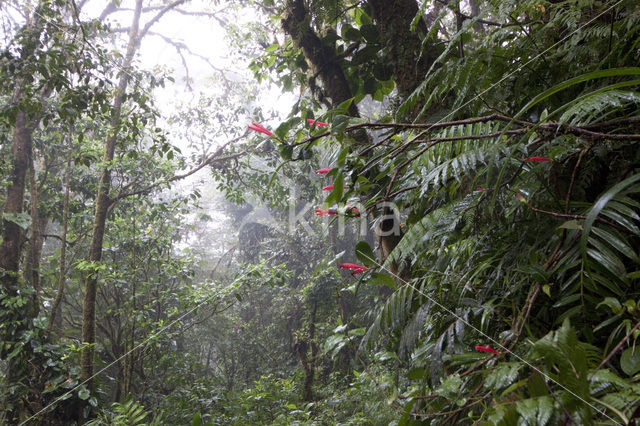 Parque Nacional Monteverde