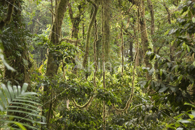 Parque Nacional Monteverde