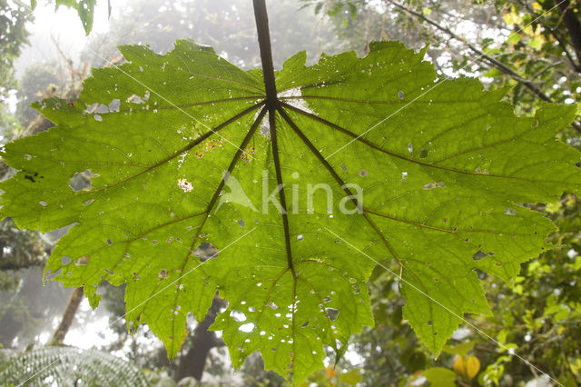 Parque Nacional Monteverde