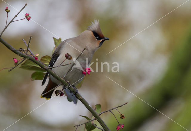 Bohemian Waxwing (Bombycilla garrulus)