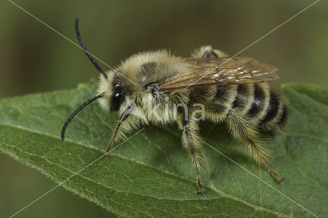 Pluimvoetbij (Dasypoda hirtipes)