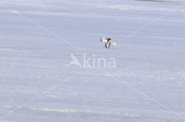 Arctic fox (Alopex lagopus)