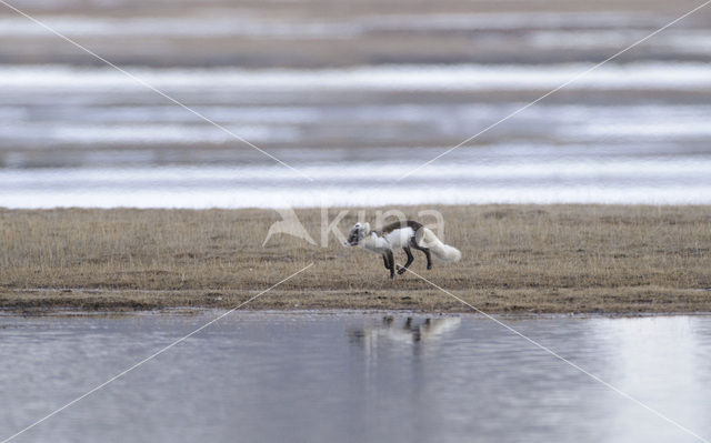 Arctic fox (Alopex lagopus)