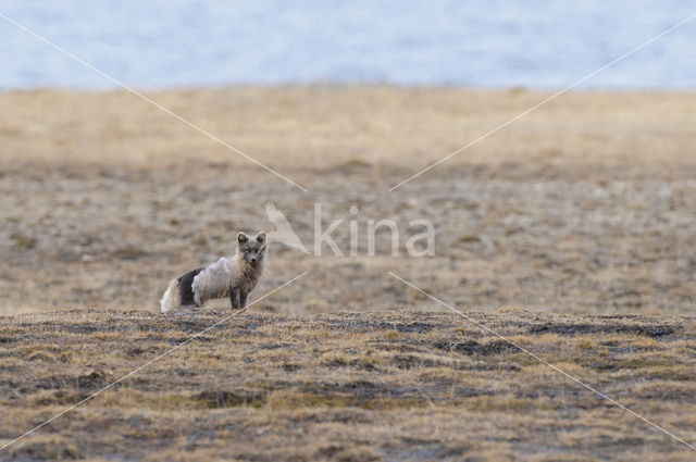 Arctic fox (Alopex lagopus)