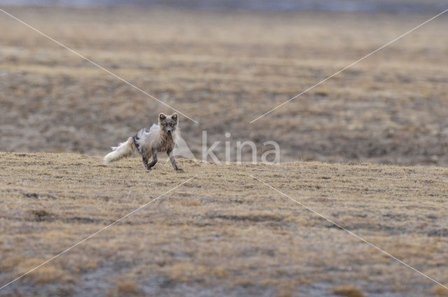 Arctic fox (Alopex lagopus)