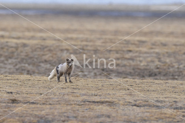 Arctic fox (Alopex lagopus)