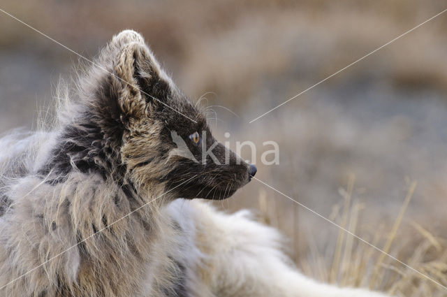 Arctic fox (Alopex lagopus)