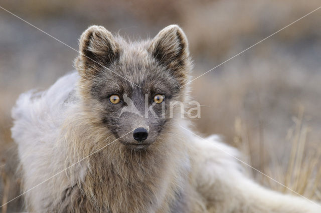 Arctic fox (Alopex lagopus)