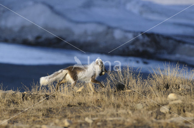 Arctic fox (Alopex lagopus)