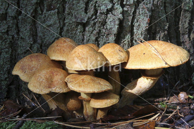 Giant Flame Cap (Gymnopilus junonius)