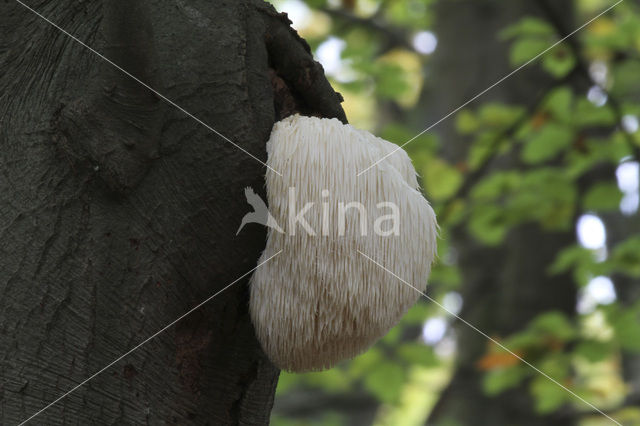 Bearded tooth (Hericium erinaceus)