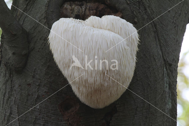 Bearded tooth (Hericium erinaceus)
