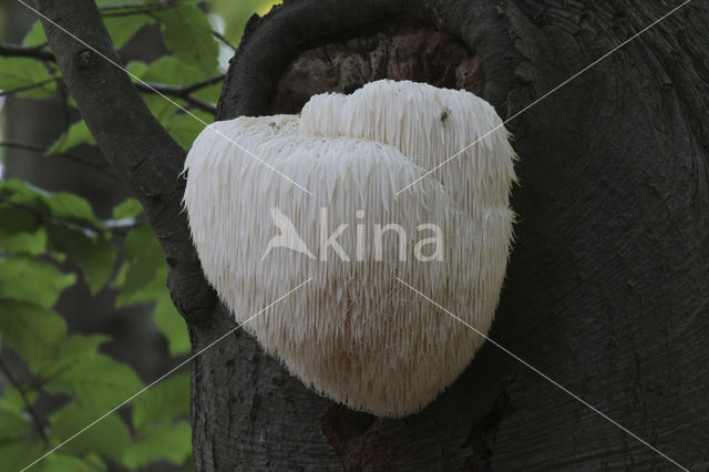 Bearded tooth (Hericium erinaceus)