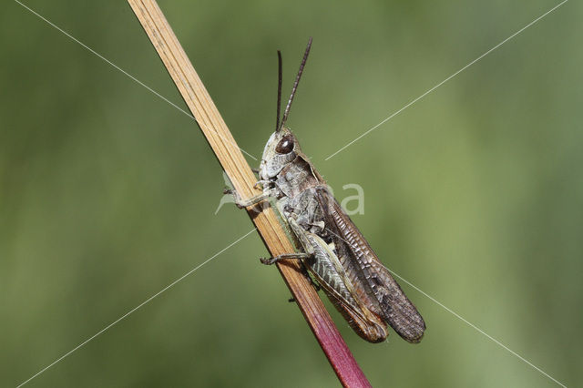 Ratelaar (Chorthippus biguttulus)