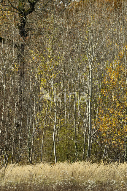 Aspen (Populus tremula)