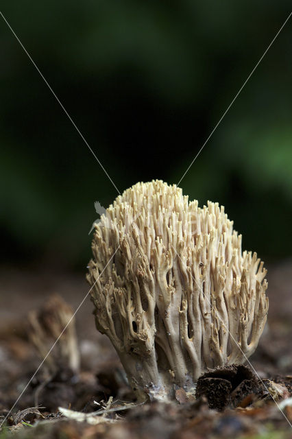 Upright coral (Ramaria stricta)