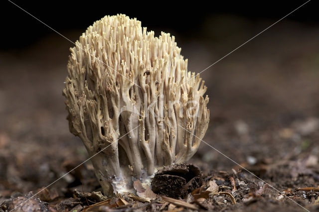 Upright coral (Ramaria stricta)