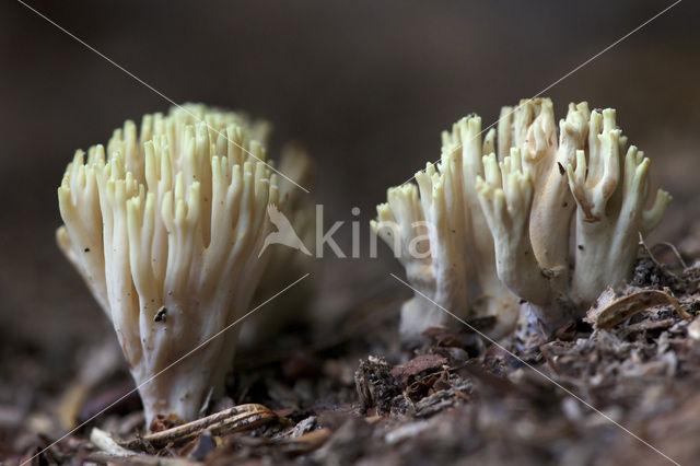 Upright coral (Ramaria stricta)