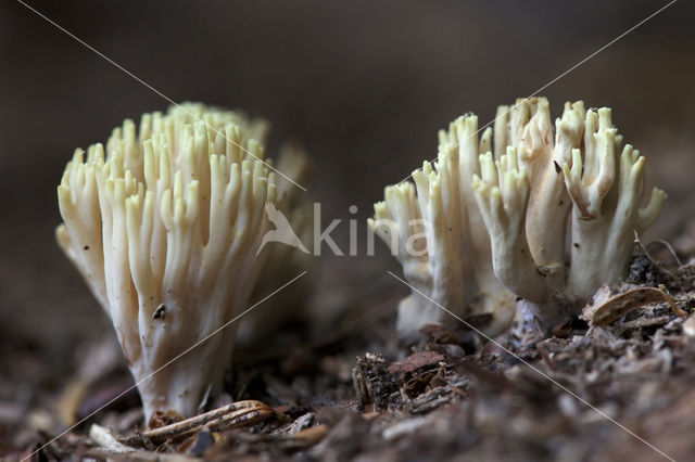 Rechte koraalzwam (Ramaria stricta)