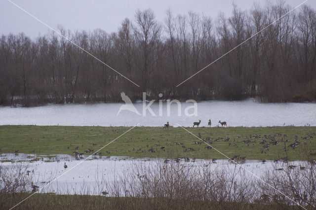 Roe Deer (Capreolus capreolus)