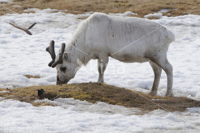 Rendier (Rangifer tarandus tarandus)