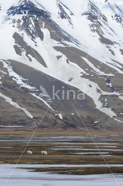 Reindeer (Rangifer tarandus tarandus)