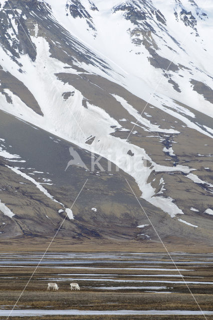 Reindeer (Rangifer tarandus tarandus)