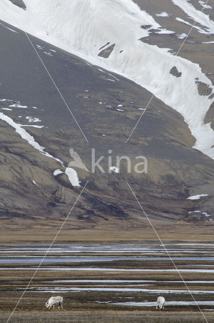 Rendier (Rangifer tarandus tarandus)